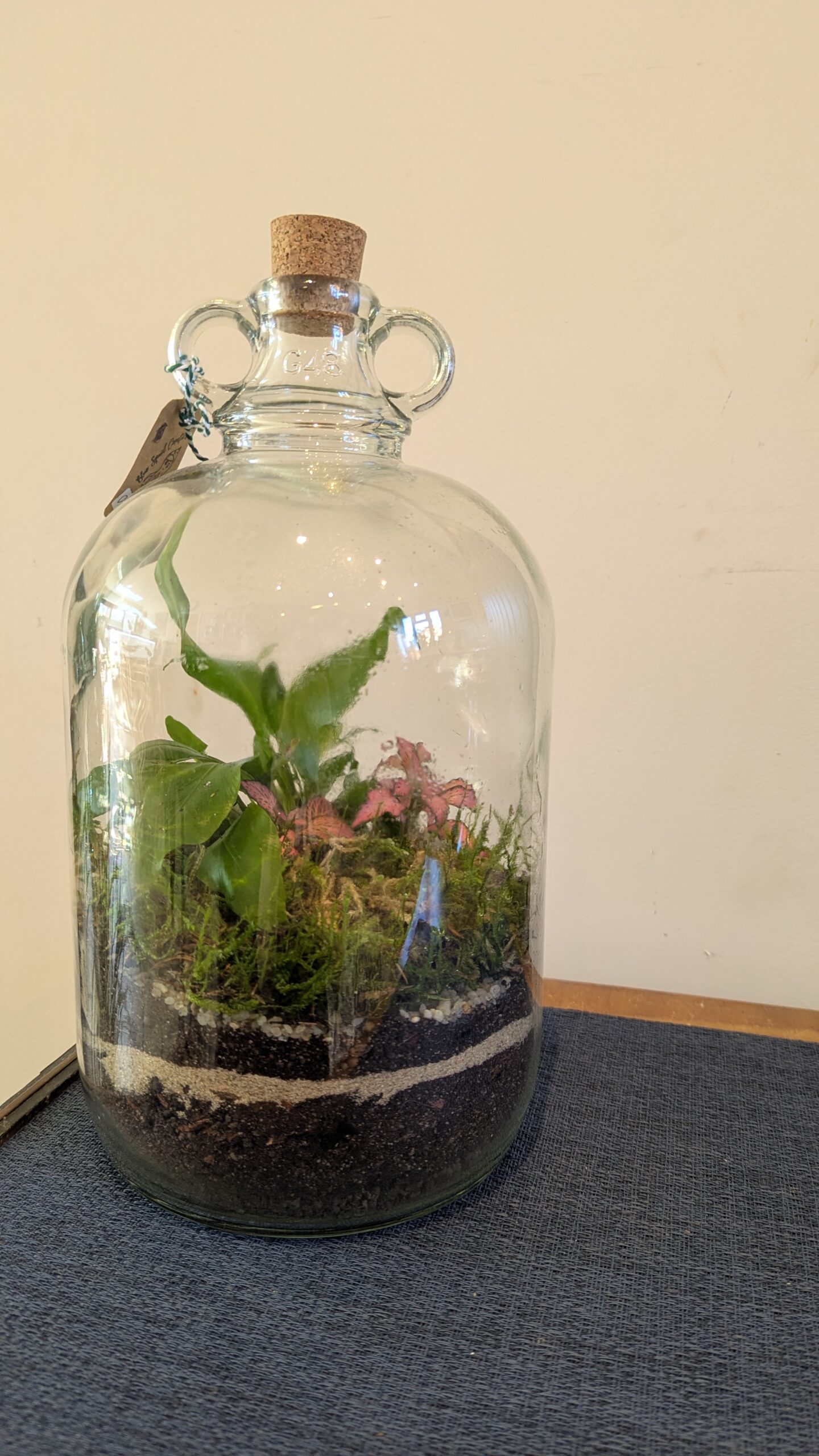 Demijohn terrarium by Blue Squid Creation, handmade in Addlestone, Surrey, filled with plants and living moss in vintage glass