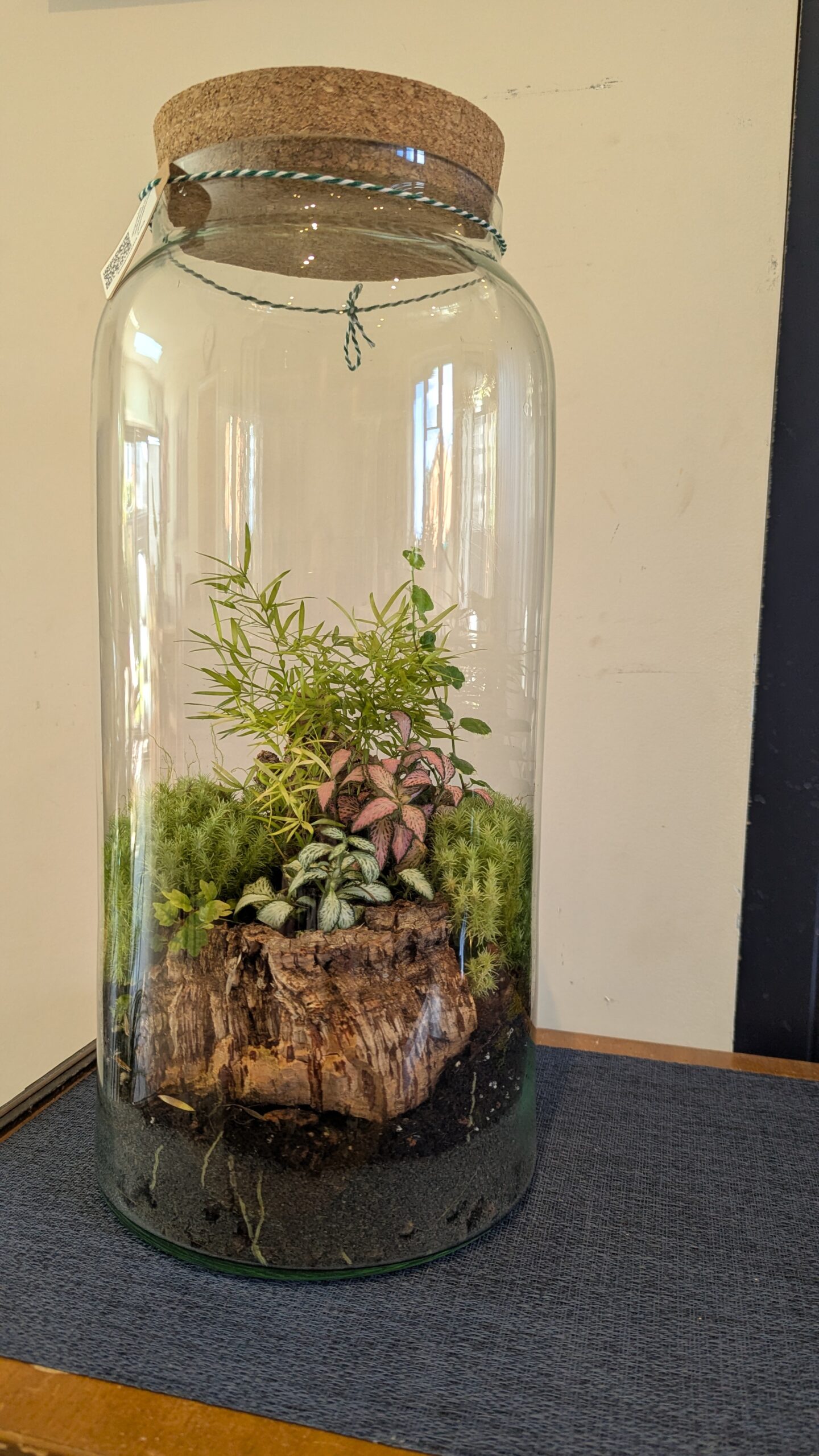 Tall cylinder vase terrarium by Blue Squid Creation, a handmade terrarium in a tall glass cylinder with plants and living moss