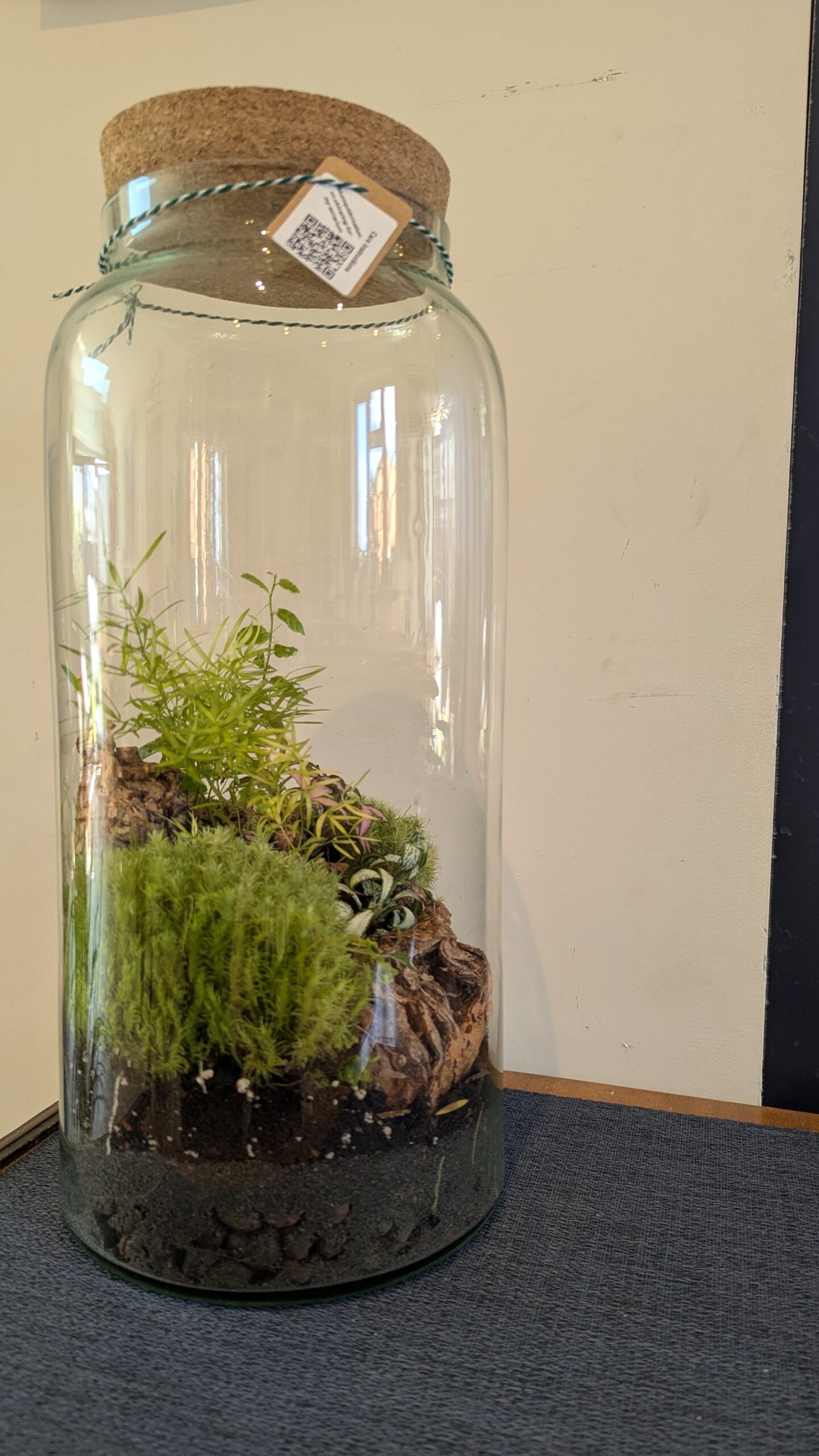 Large jar terrarium by Blue Squid Creation, handmade terrarium in upcycled glass