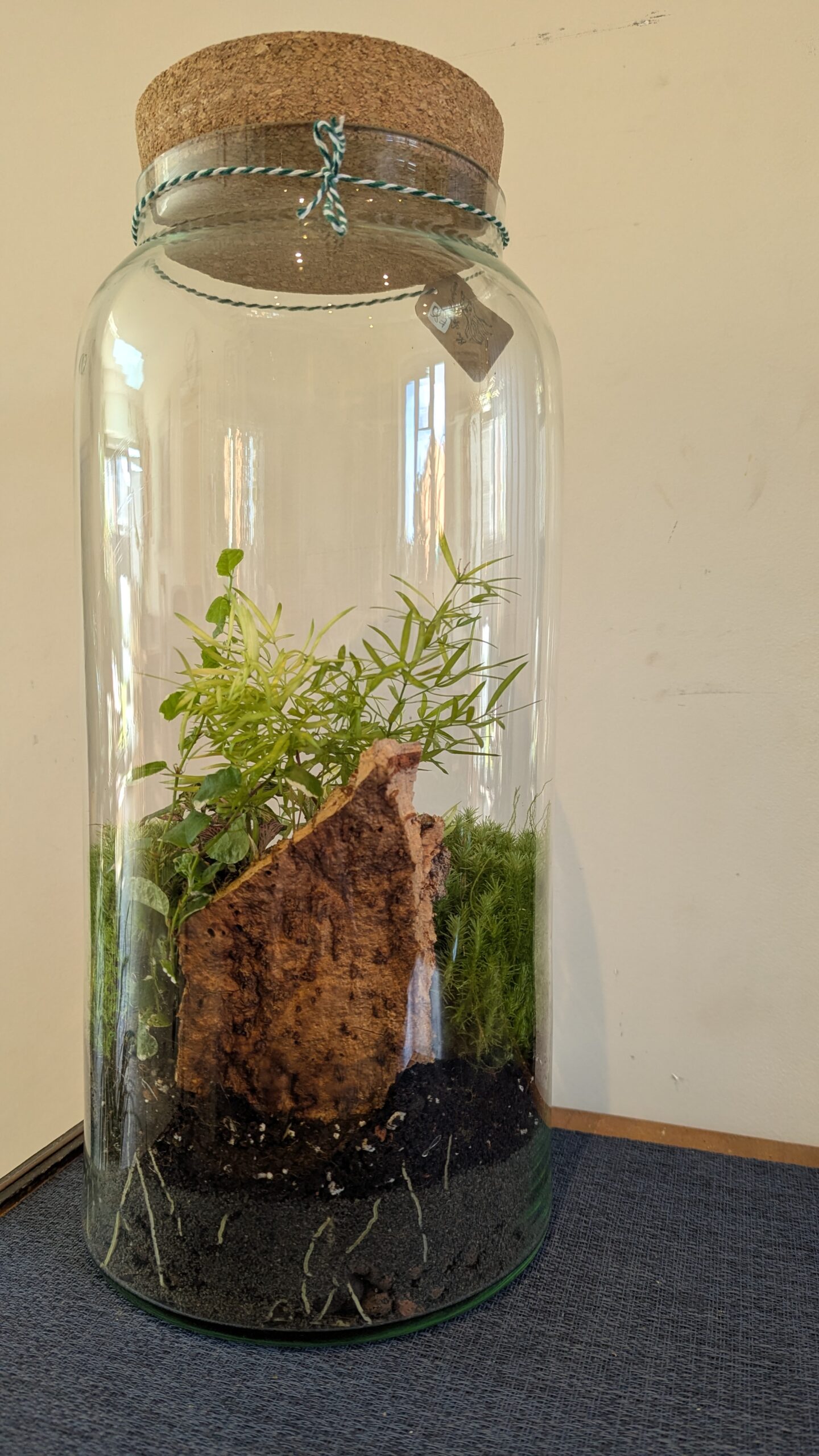 Large jar terrarium by Blue Squid Creation, handmade terrarium in upcycled glass