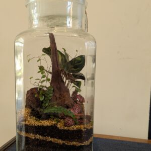 Vintage slim jar terrarium by Blue Squid Creation, handmade terrarium in upcycled glass