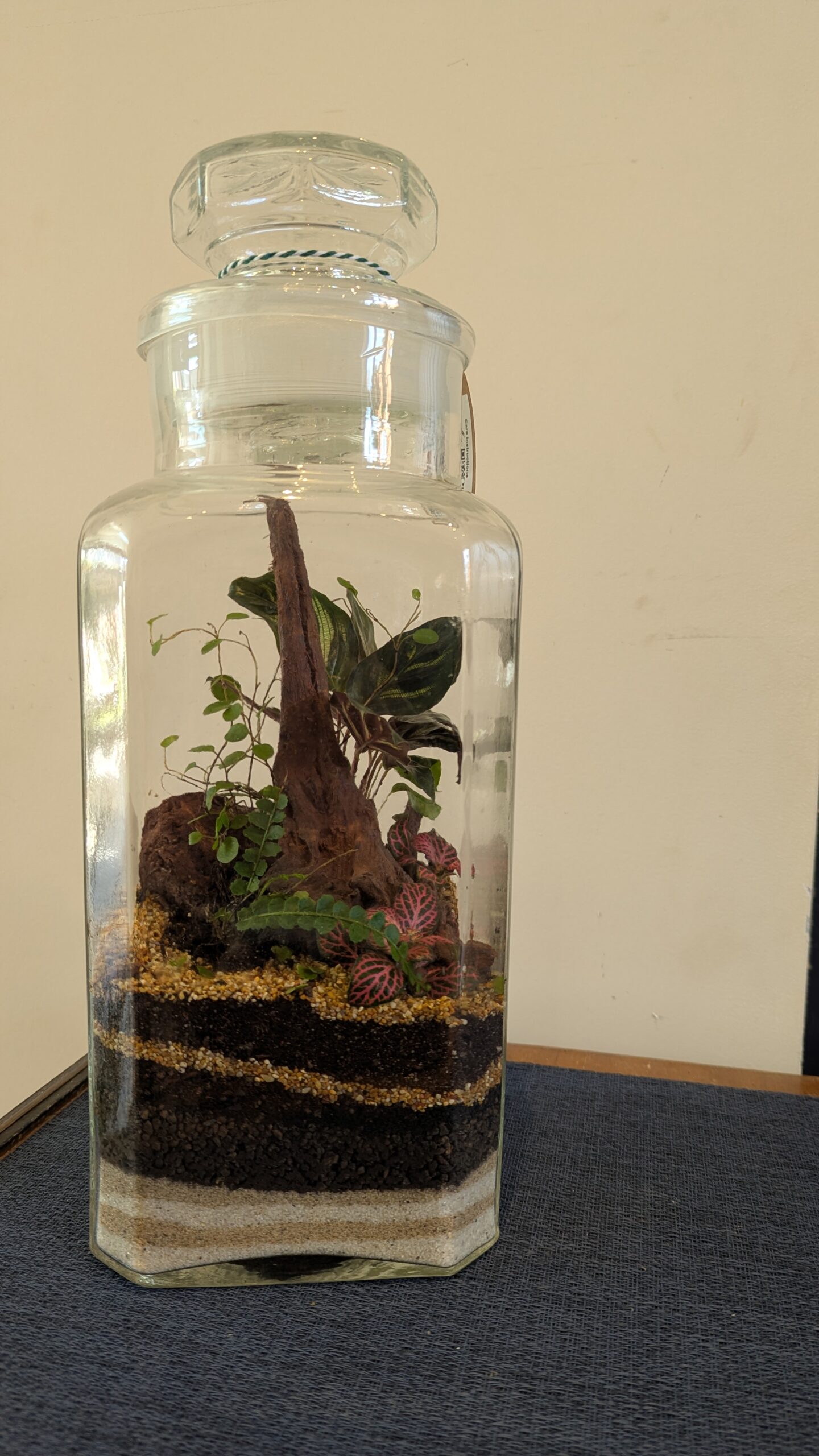 Vintage sweet jar terrarium by Blue Squid Creation, handmade in Addlestone, Surrey, living plants in upcycled glass
