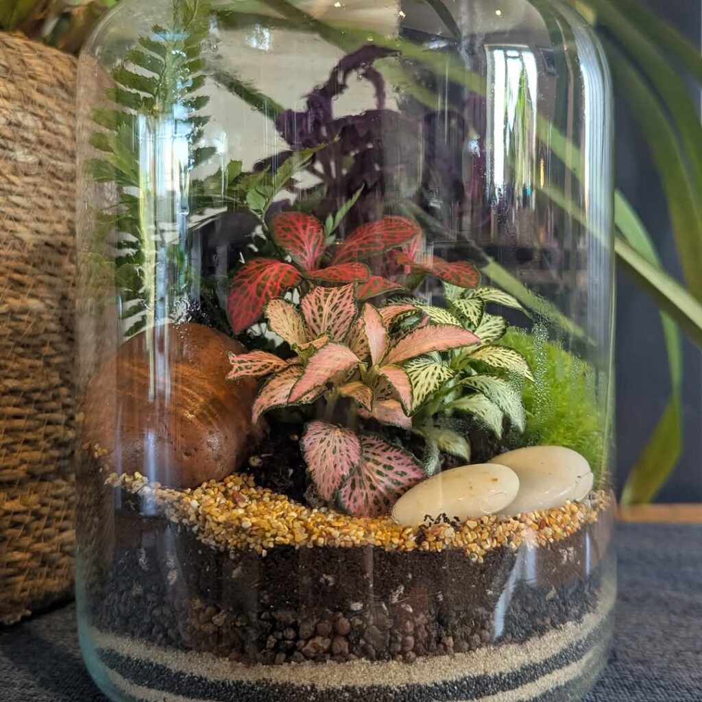 Terrarium after remake by Zoe Carlini — layered substrate visible through glass, Fittonia, Gynura and emerald moss, lush and full