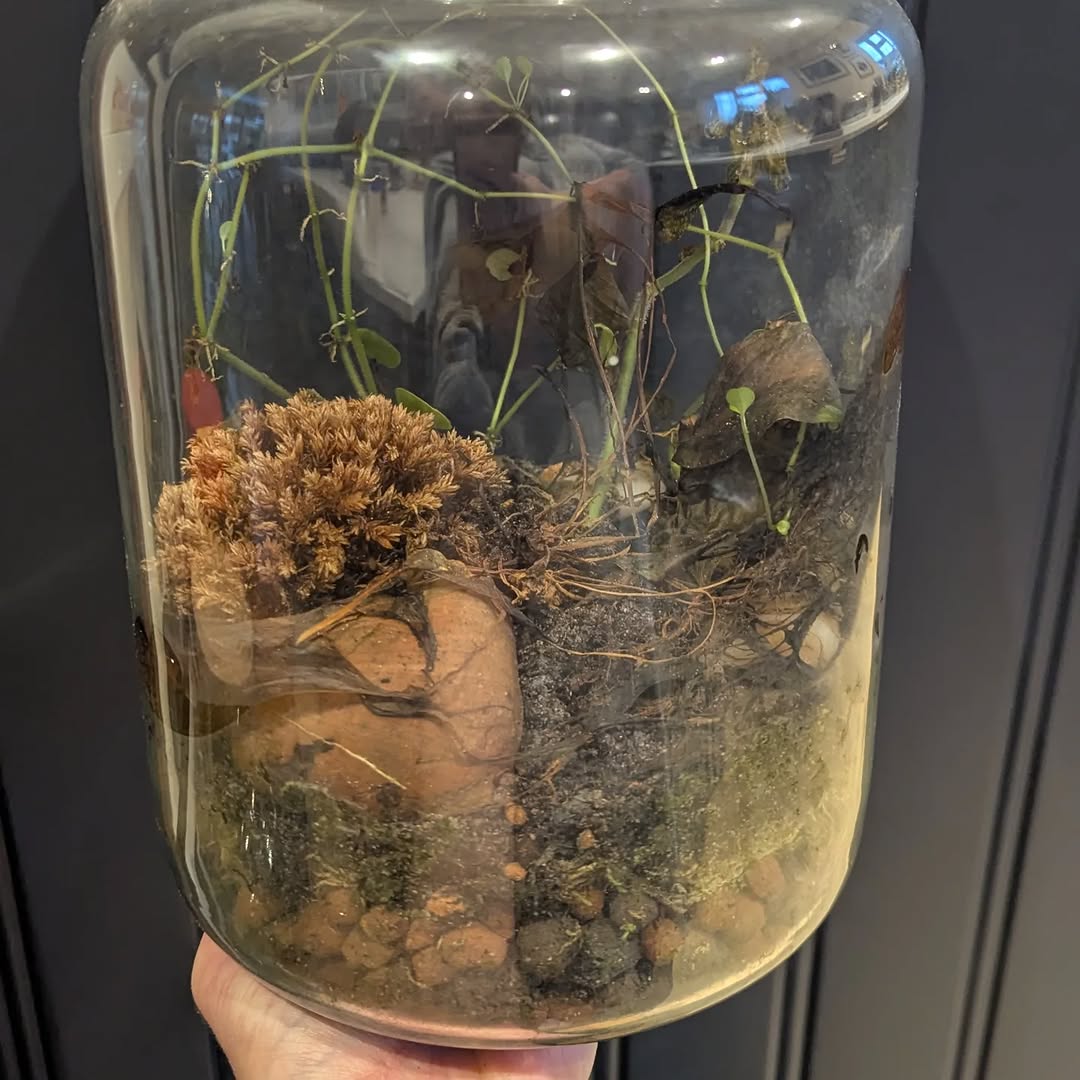 Terrarium before remake — brown dried moss, dead stems and waterlogged substrate